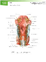 Sobotta Atlas of Human Anatomy  Head,Neck,Upper Limb Volume1 2006, page 137